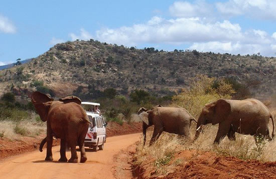 1 Day Tsavo East safari by Road from Mombasa